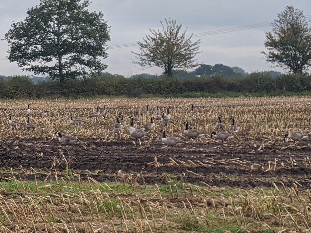 Geese grazing, October 16th